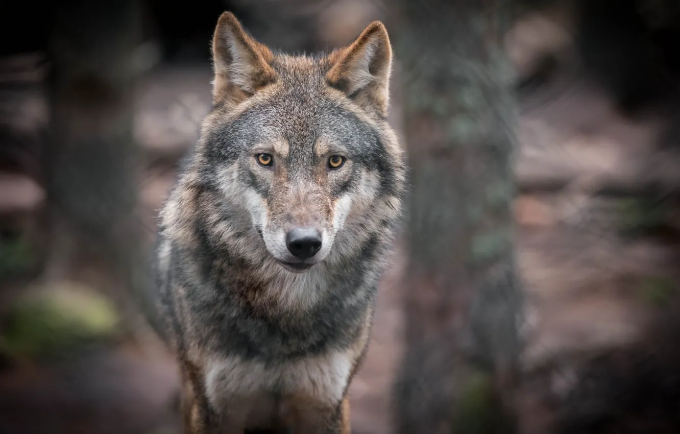 Фото обои nature, predator, animal, wolf, wildlife, portrait, portrait., Canis lupus. face