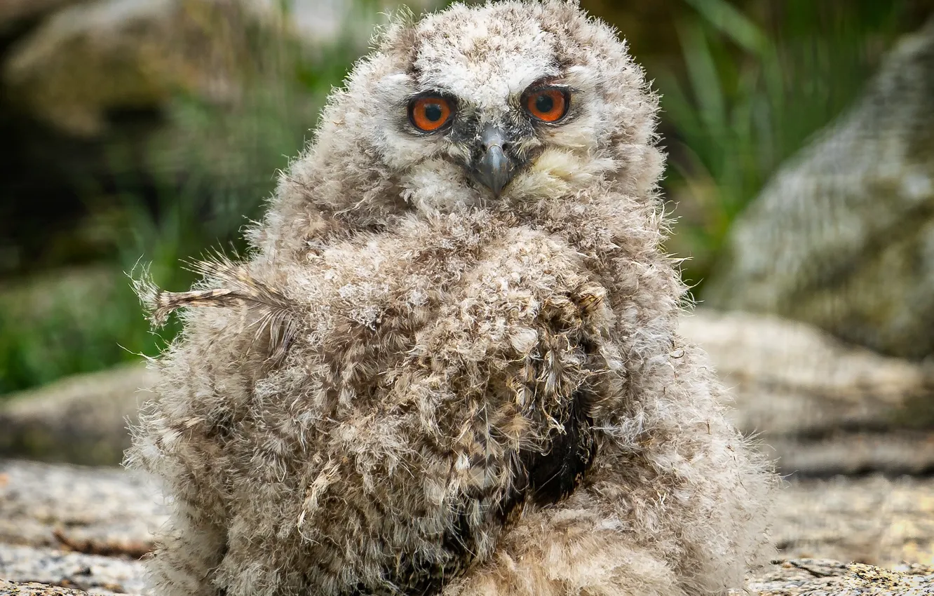 Фото обои взгляд, камни, сова, птица, перья, птенцы, боке, совенок