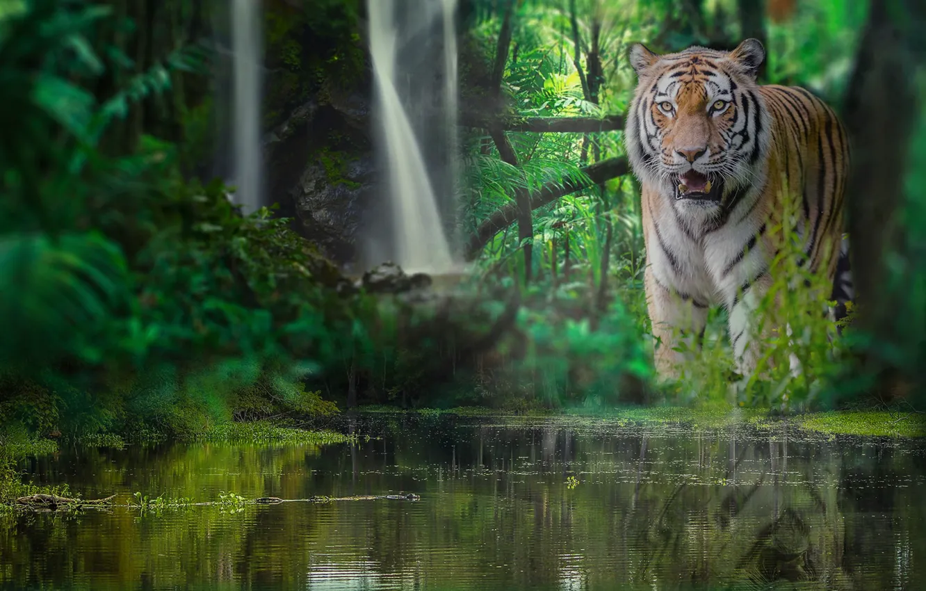 Фото обои лес, вода, тигр, водопад, джунгли, дикая кошка