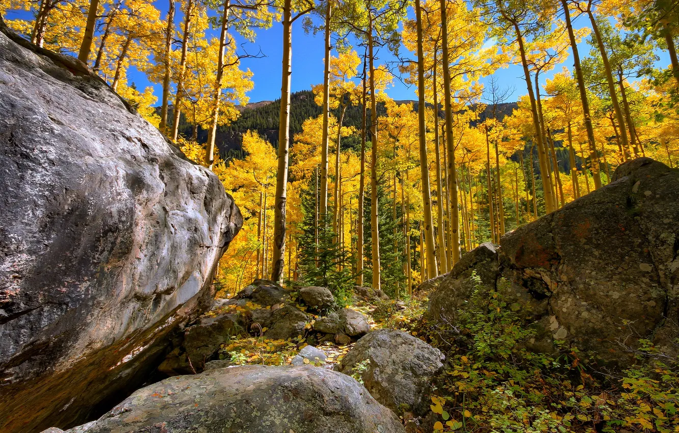 Фото обои осень, лес, небо, листья, деревья, горы, камни, скалы