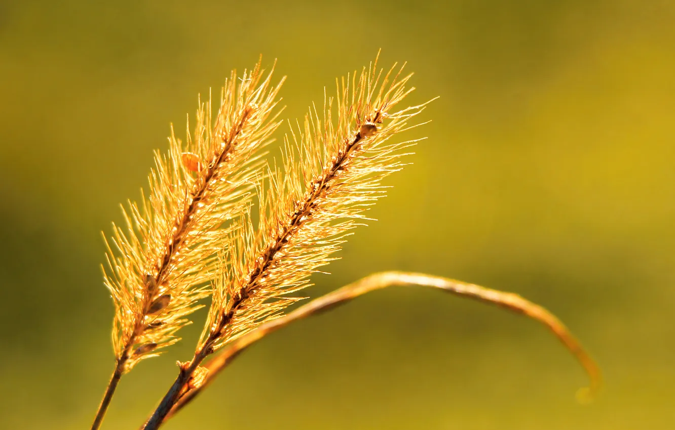 Фото обои grass, two, blade