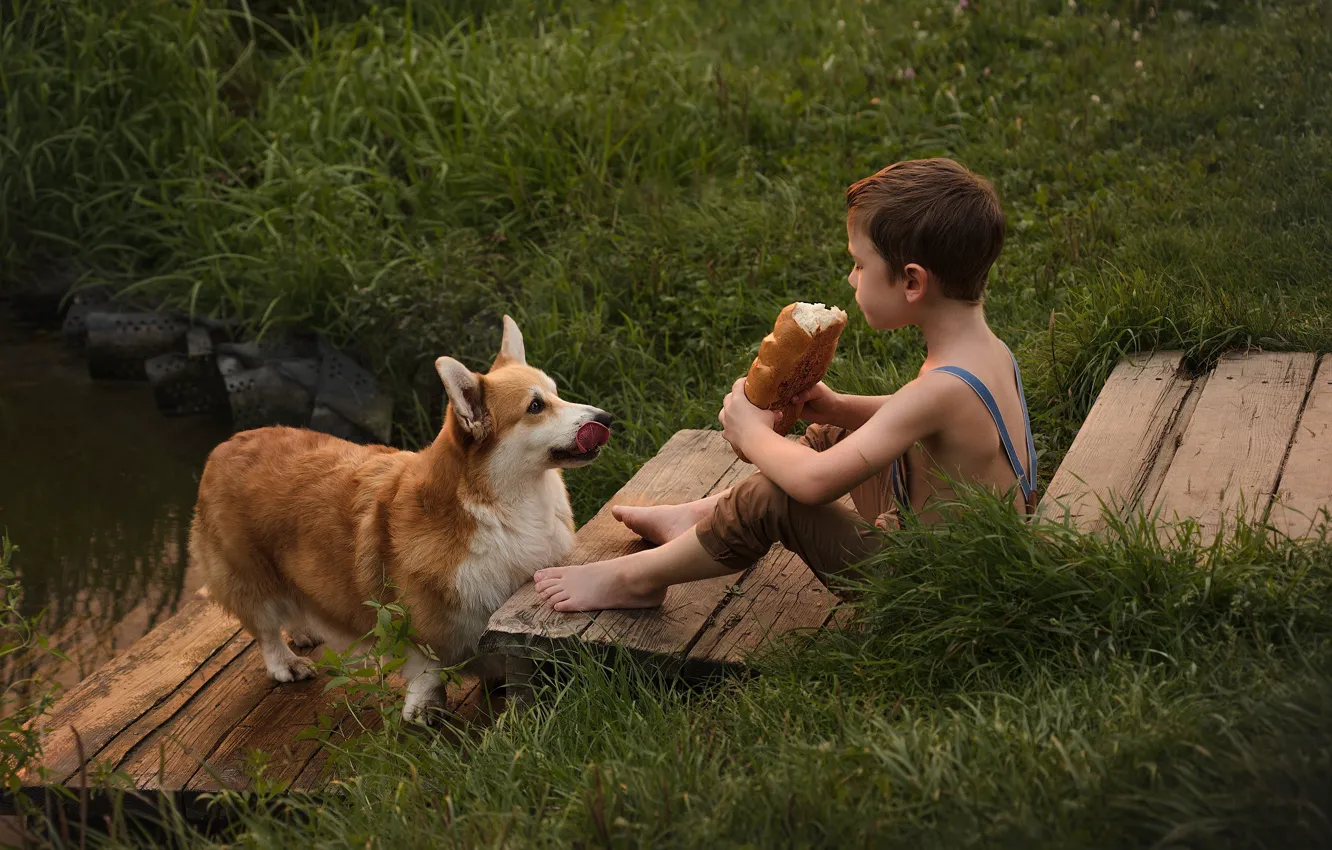 Фото обои трава, животное, собака, мальчик, хлеб, ребёнок, пёс, батон