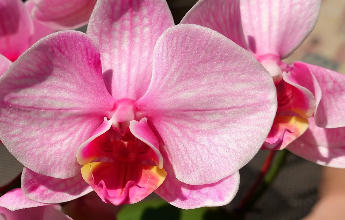 Фото обои цветок, розовый, Орхидея