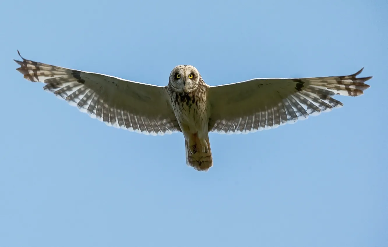 Фото обои bird, animal, Short Eared Owl