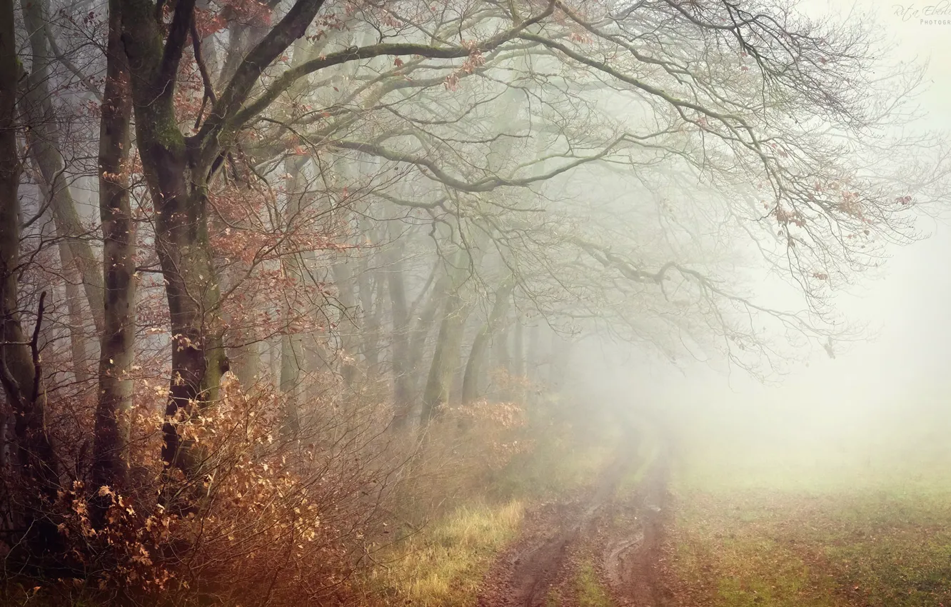 Фото обои осень, природа, туман