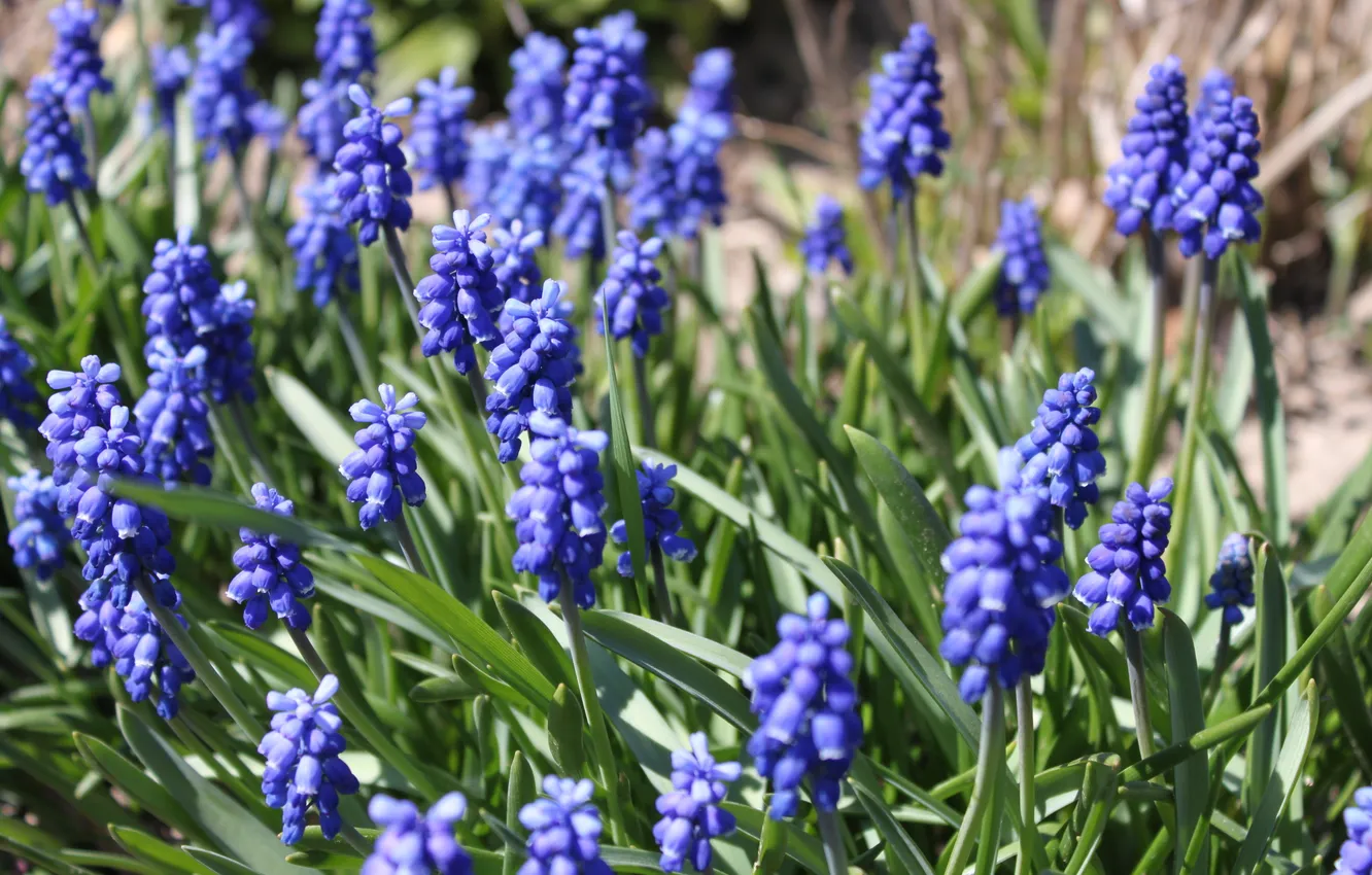 Фото обои поле, макро, цветы, синева, весна, луг