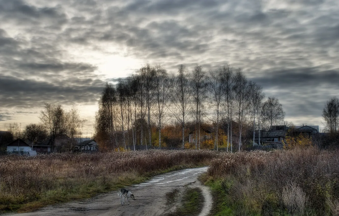 Фото обои дорога, деревья, собака, пастораль