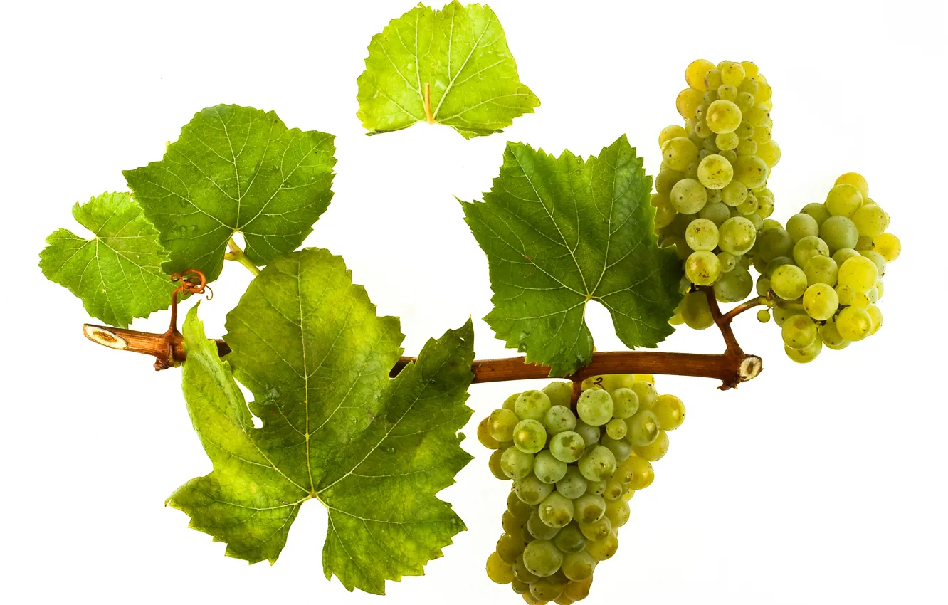 Фото обои wine, leaves, grapes, white wine, vitis vinifera, Chardonnay