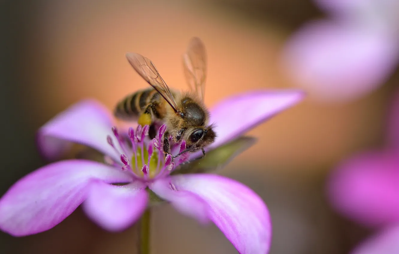 Фото обои цветок, пчела, розовый, лепестки, боке
