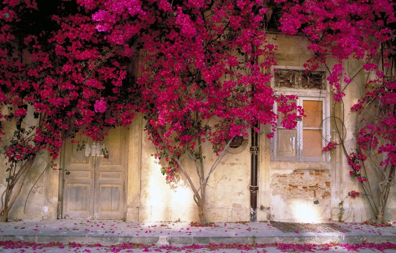 Фото обои Цветы, Стена, Окно