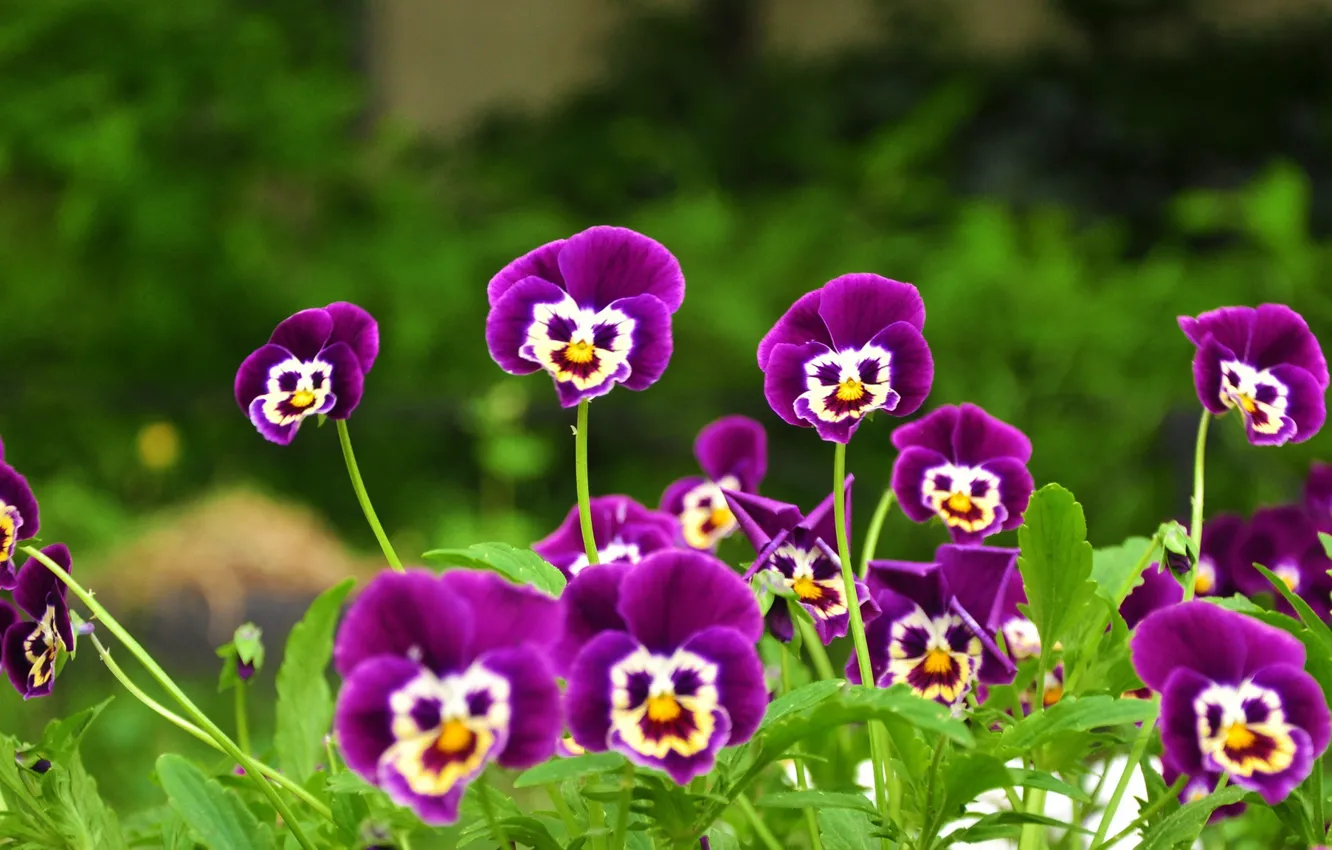 Фото обои flower, face, purple
