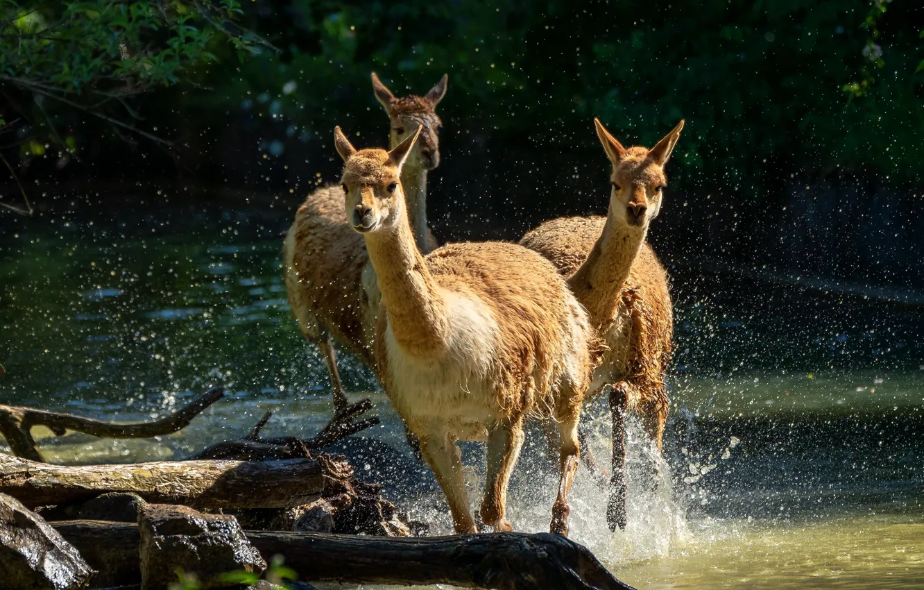 Фото обои вода, свет, брызги, природа, берег, бег, прогулка, трио