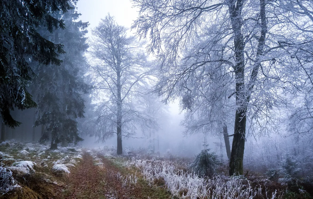 Фото обои зима, иней, лес
