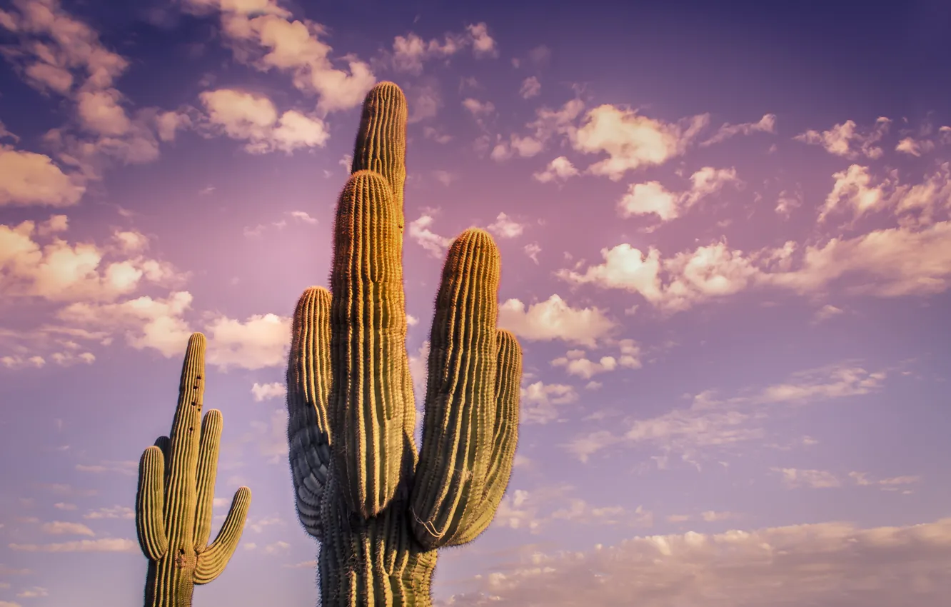 Фото обои sky, desert, clouds, cactus, Plant