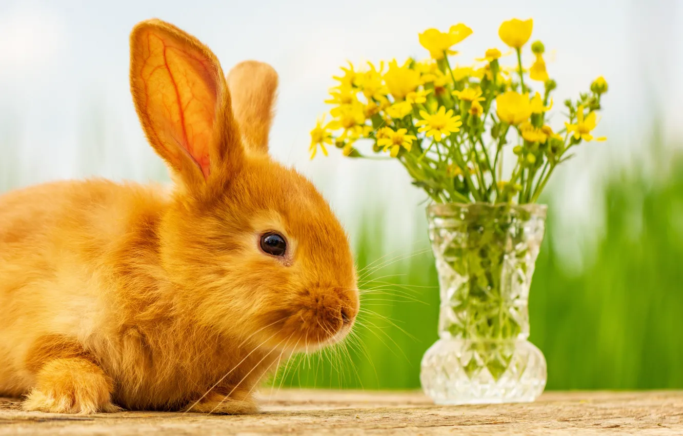 Фото обои цветы, пушистый, кролик, рыжий