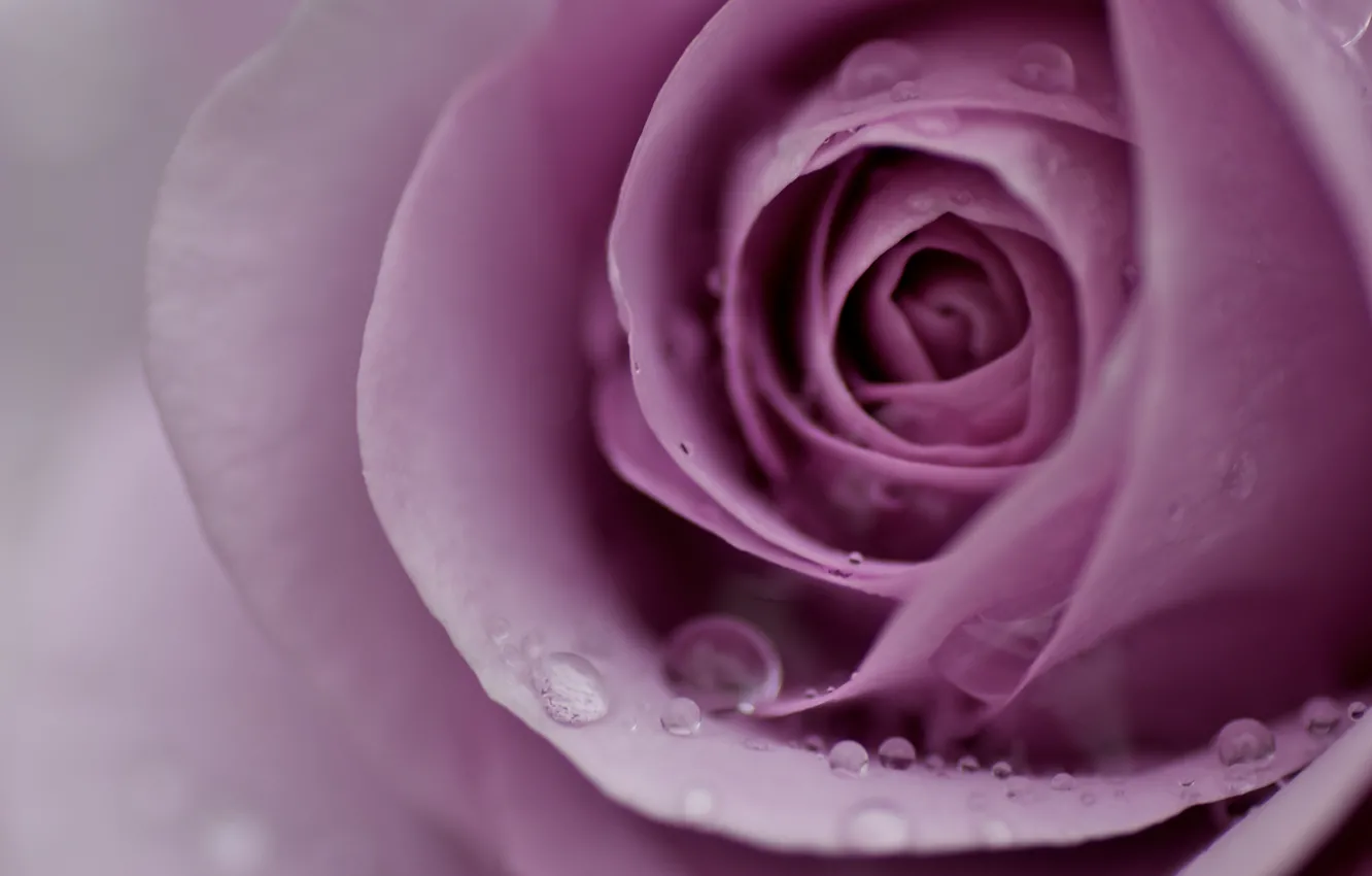 Фото обои цветок, вода, капли, макро, роса, розовая, нежность, роза