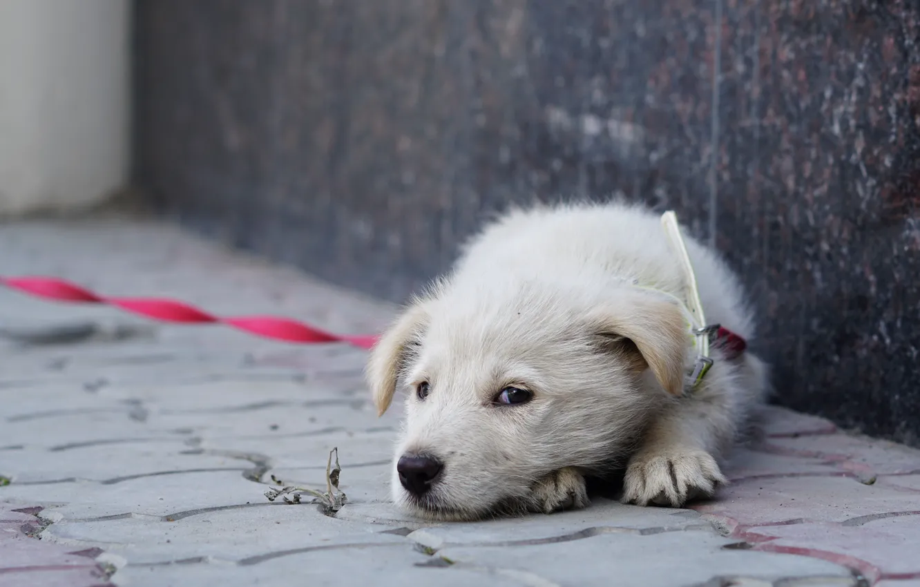 Фото обои взгляд, собака, лежит