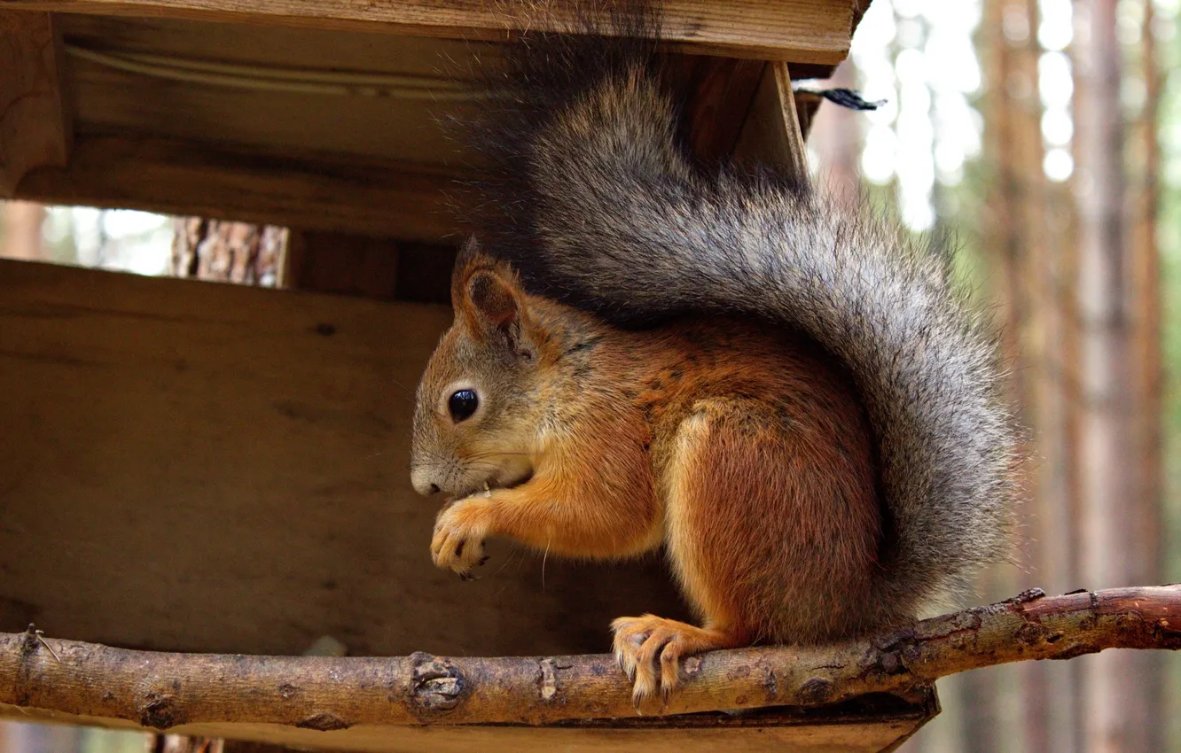 Фото обои wood, pose, squirrel