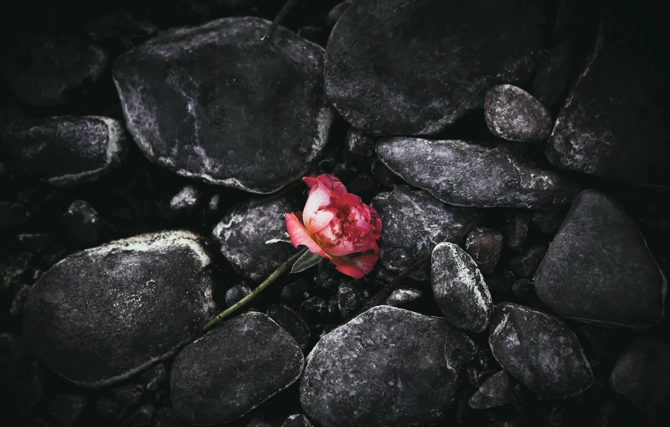 Фото обои цветок, камни, роза