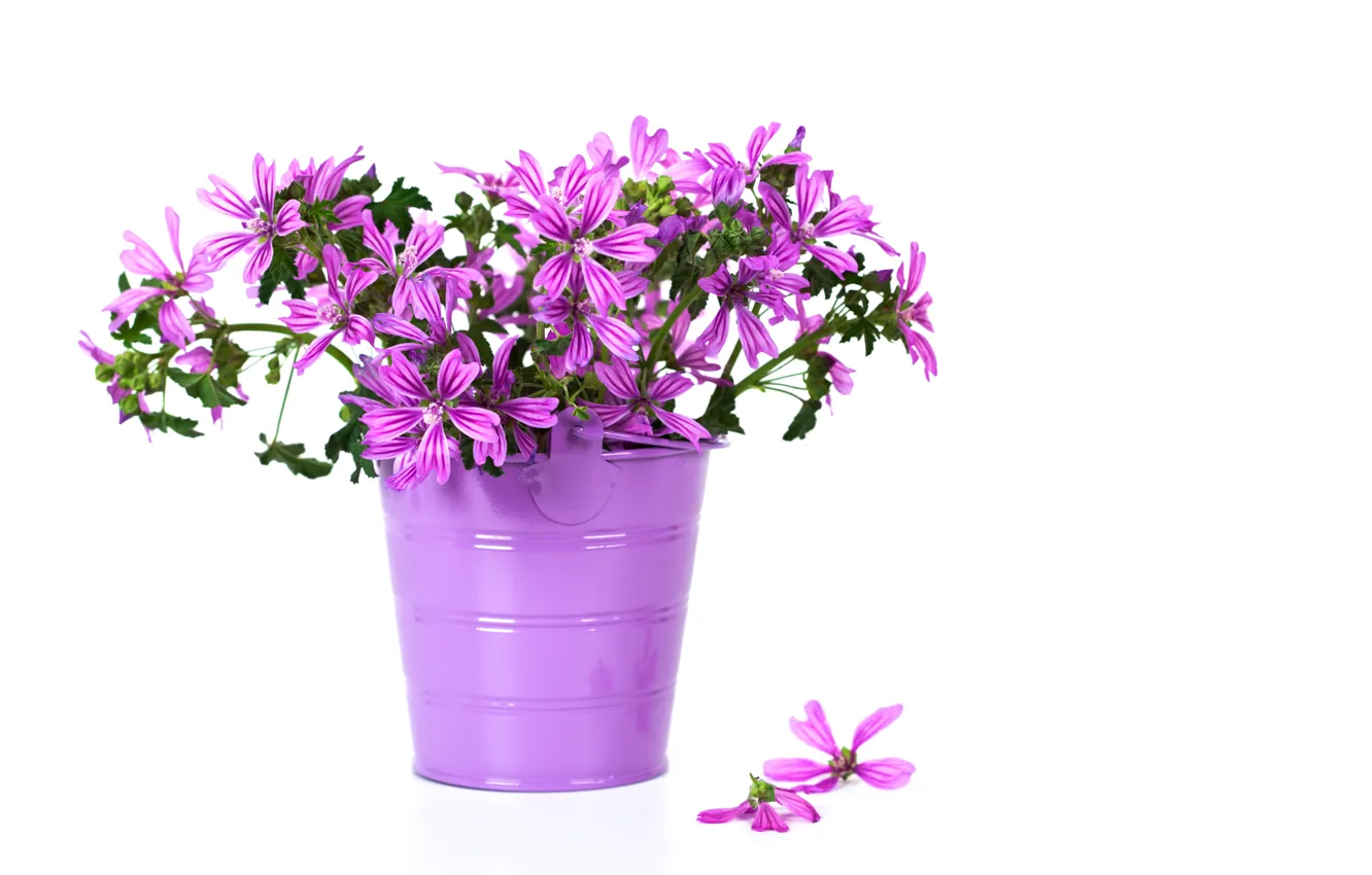 Фото обои цветы, фиолетовые, ведерко