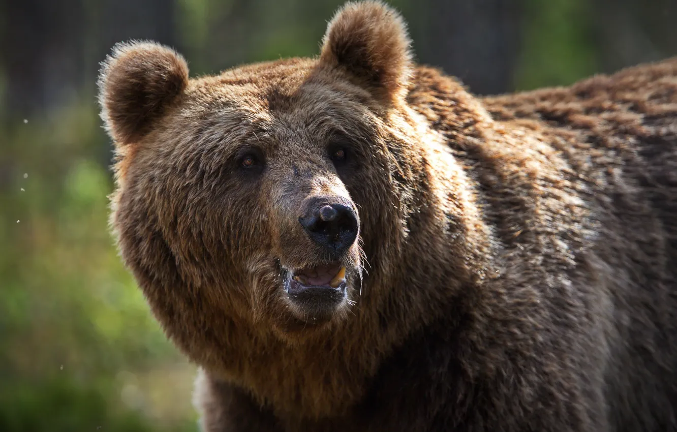 Фото обои морда, животное, хищник, медведь, бурый, Александр Перов