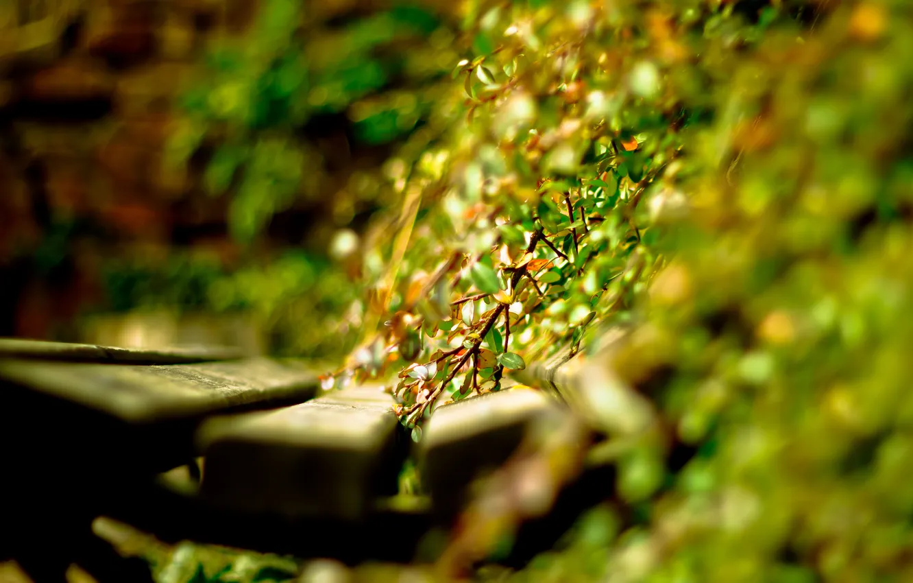 Фото обои листья, солнце, свет, скамейка, растения, день, лавочка