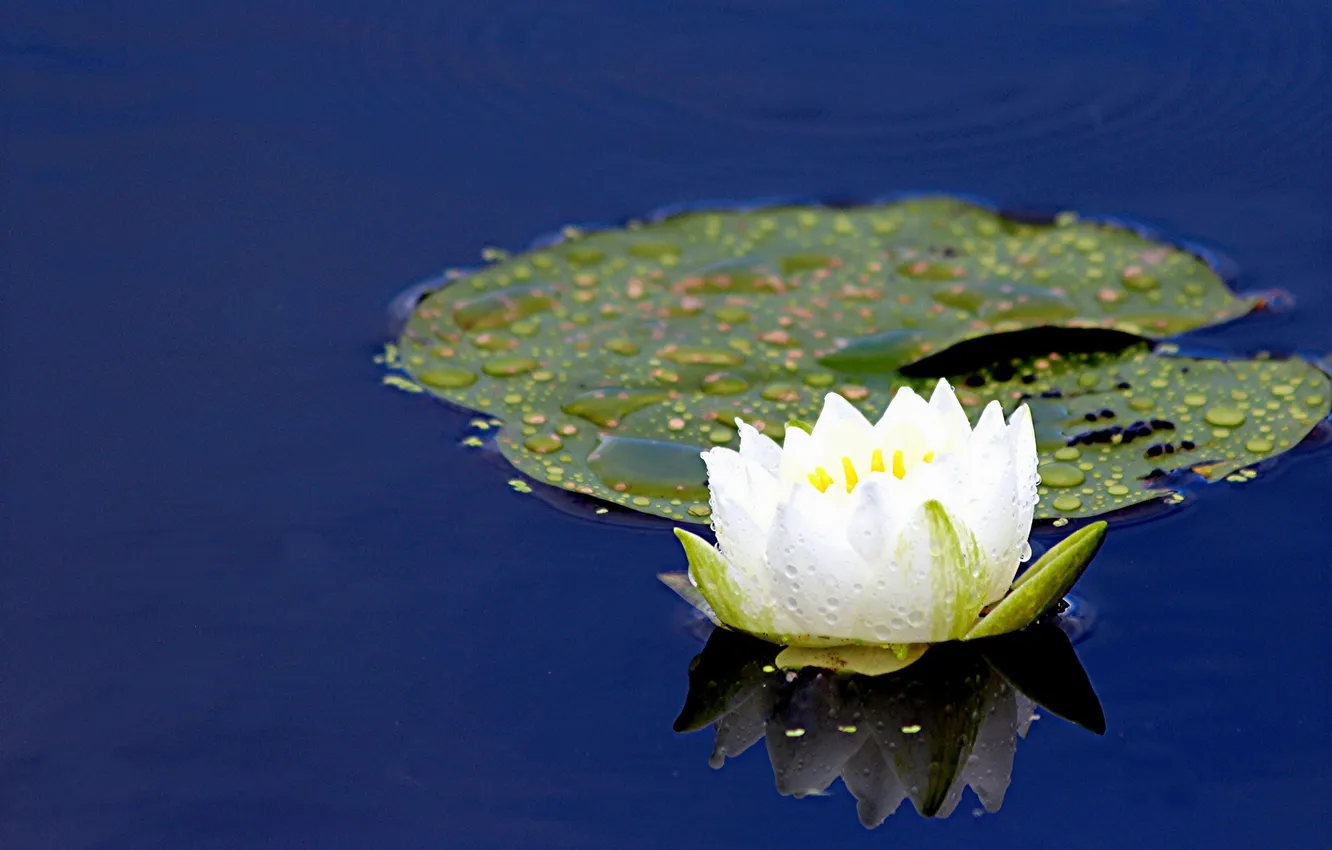 Фото обои вода, лист, отражение, кувшинка, нимфея, водяная лилия