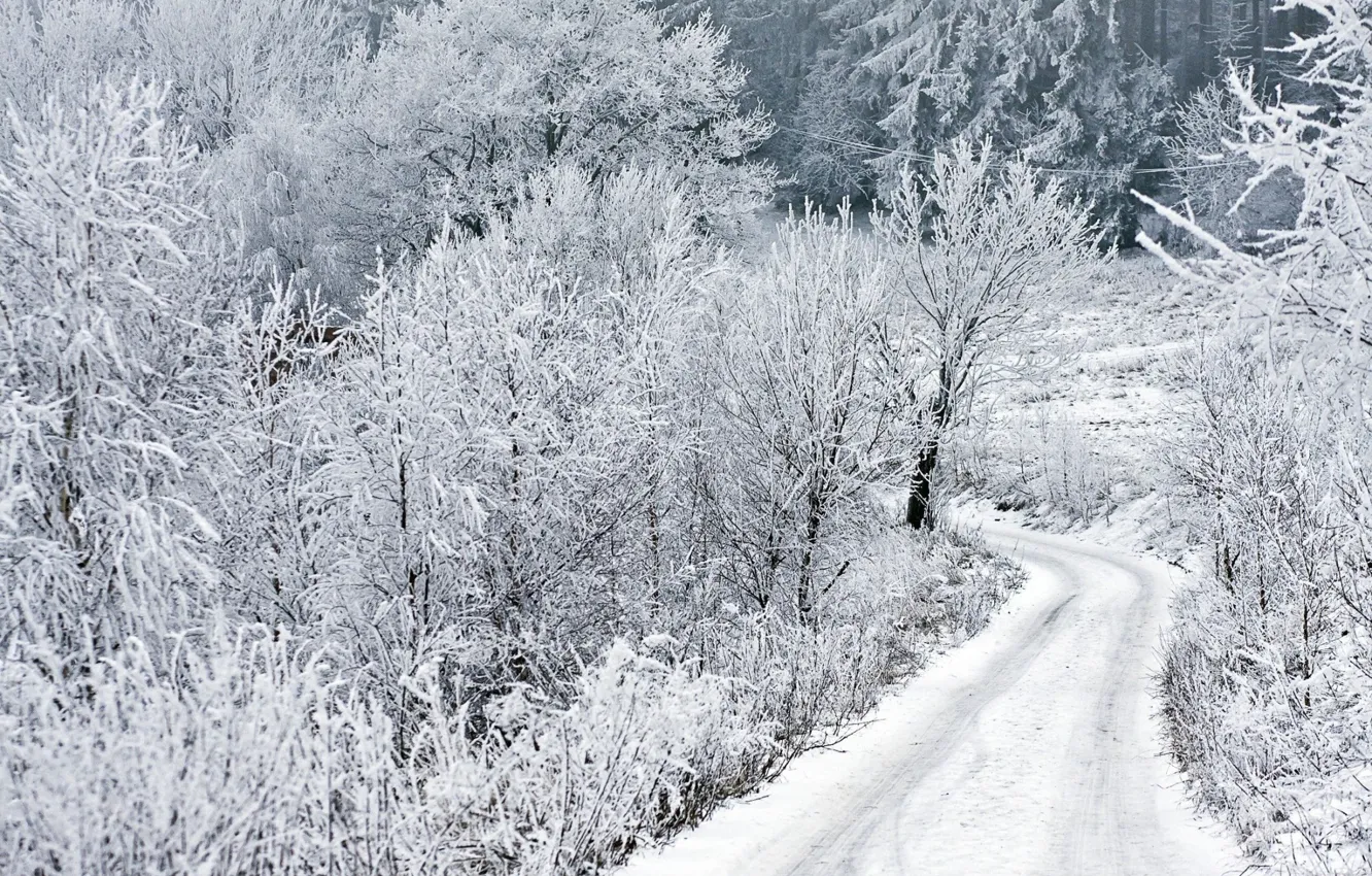 Фото обои зима, иней, дорога, снег, деревья, road, winter, snow