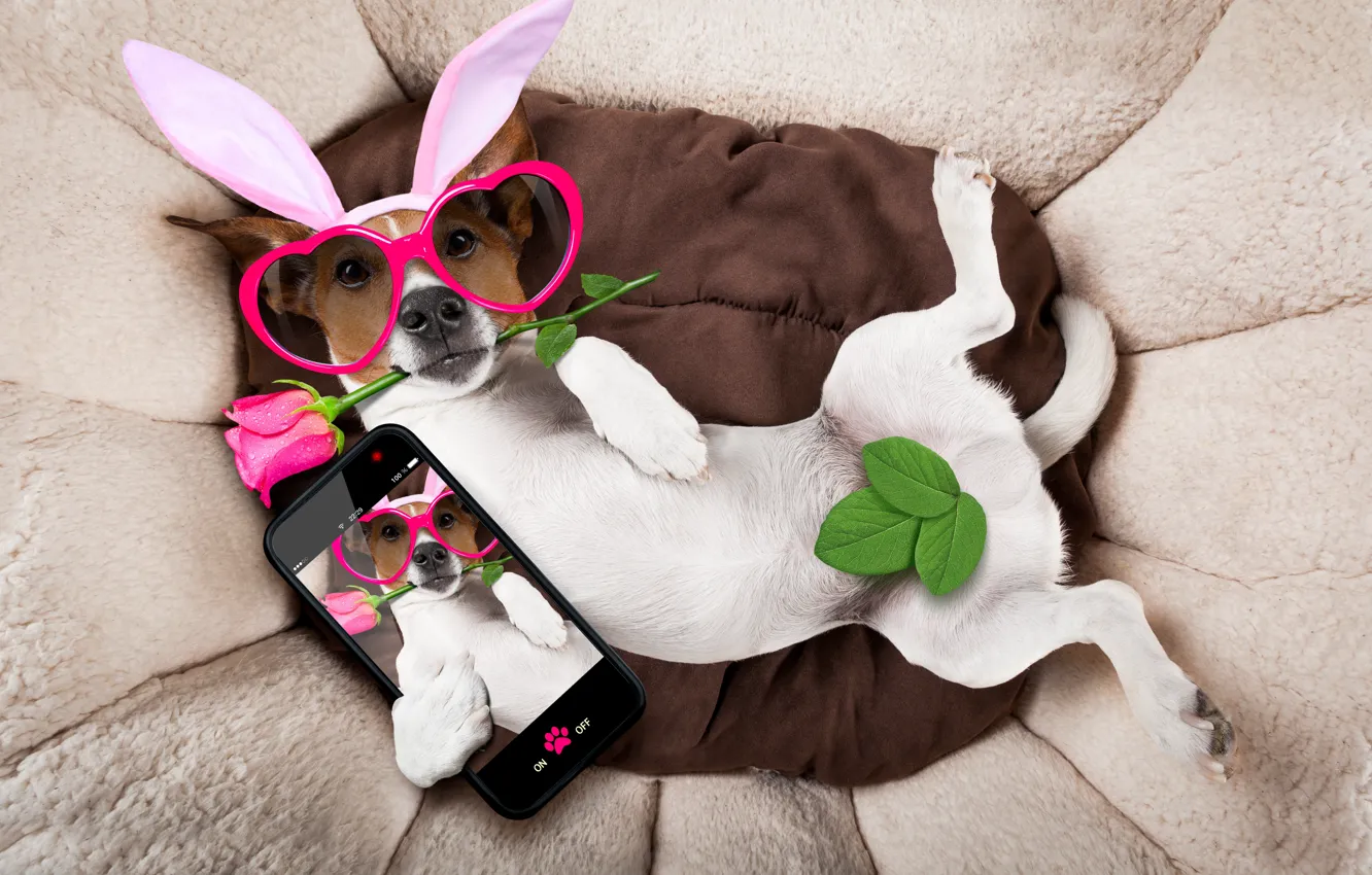 Фото обои роза, собака, очки, сердечки, rose, уши, happy, pink