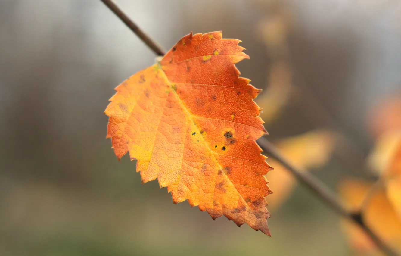 Фото обои autumn, leaf, plant, fall, twig