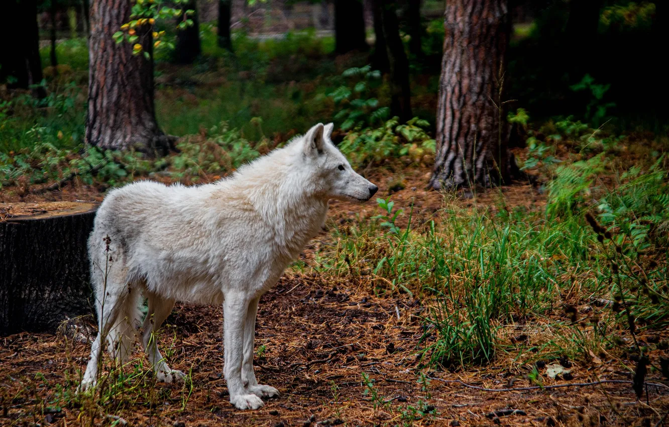 Фото обои nature, snow, predator, face, animal, wolf, wolves, wildlife