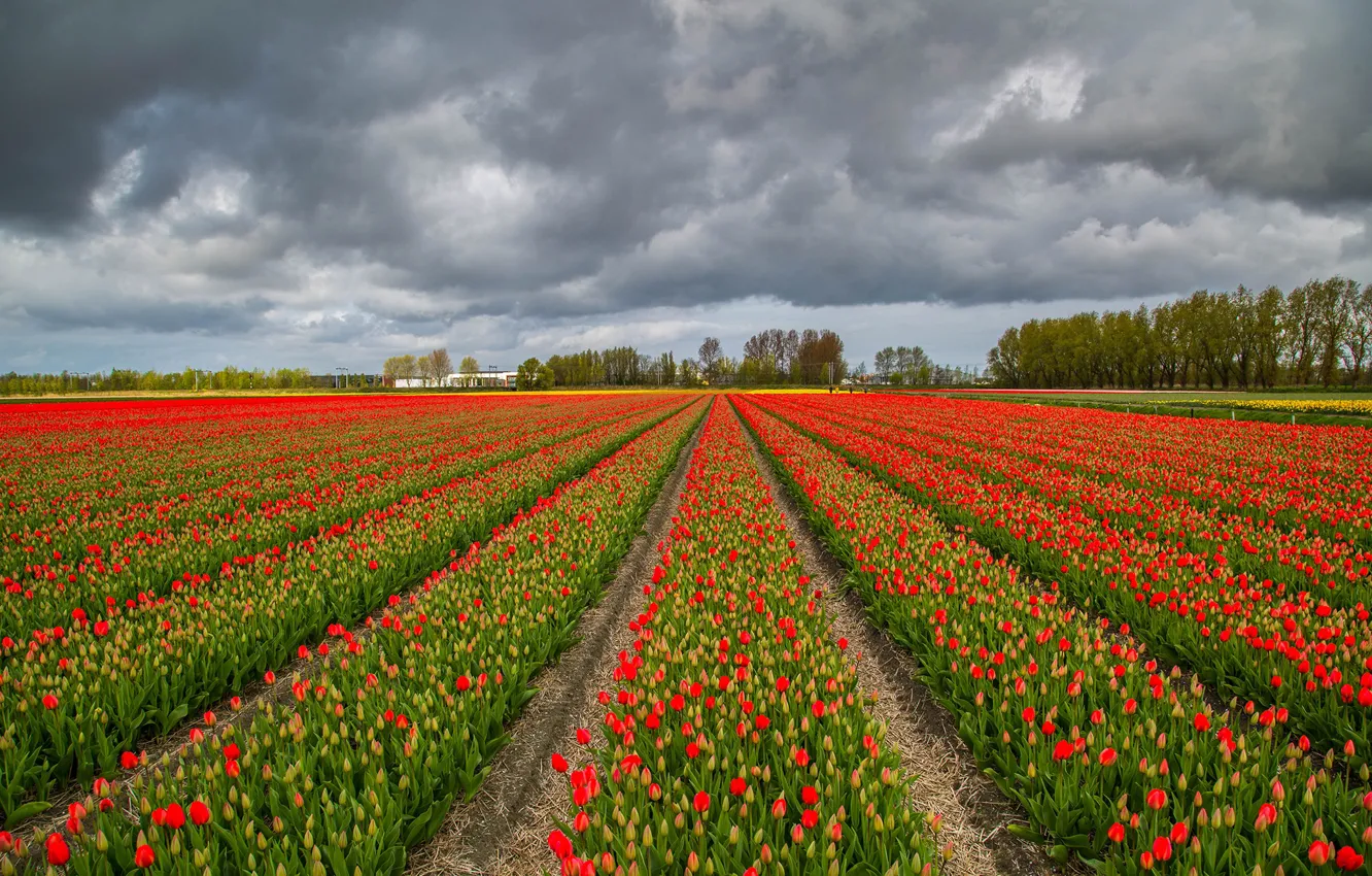 Фото обои поле, небо, облака, деревья, цветы, тучи, тюльпаны, красные