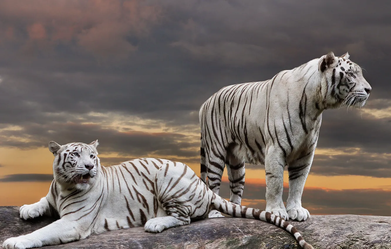 Фото обои белый, небо, взгляд, закат, тучи, тигр, поза, коллаж