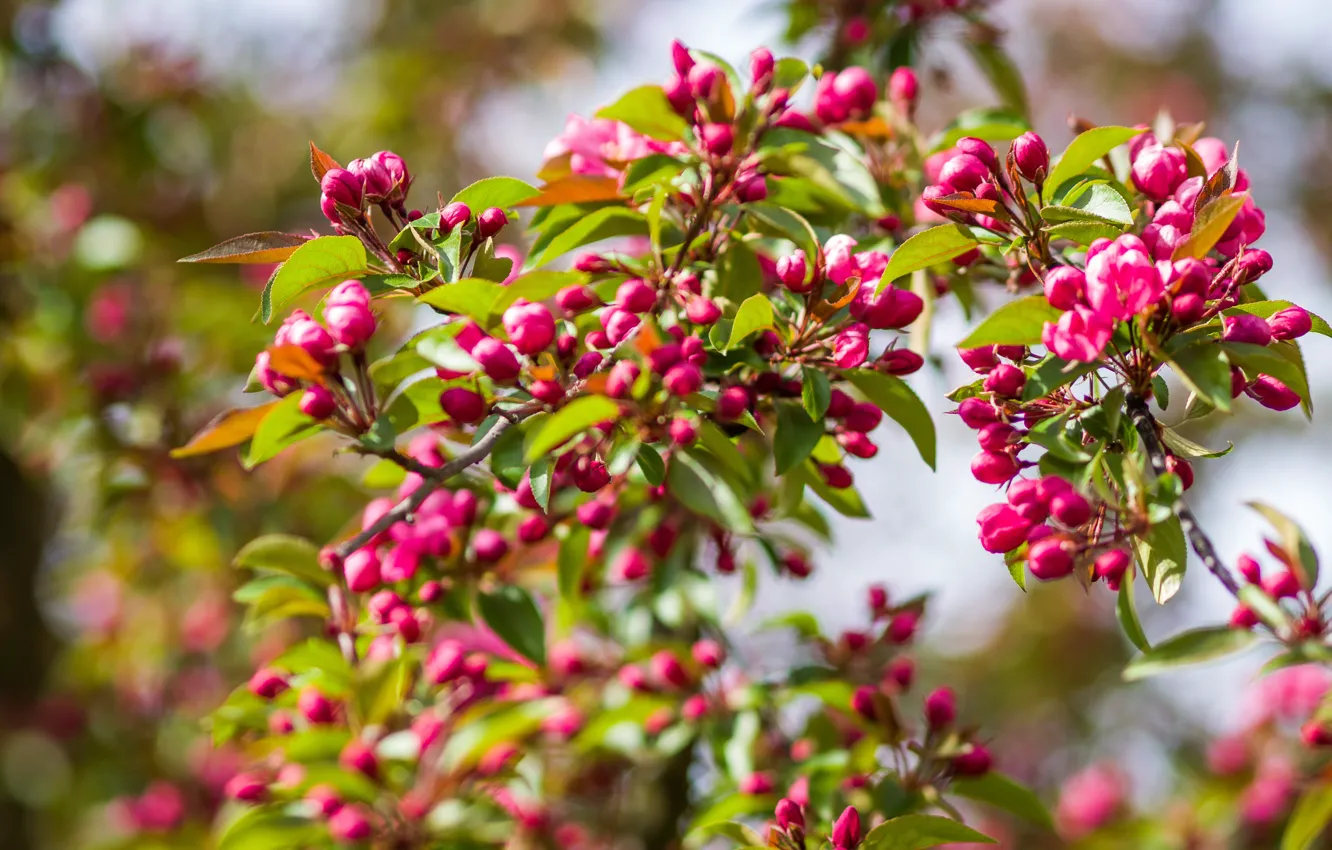 Фото обои листья, цветы, ветки, весна, розовые, яблоня, цветение, боке