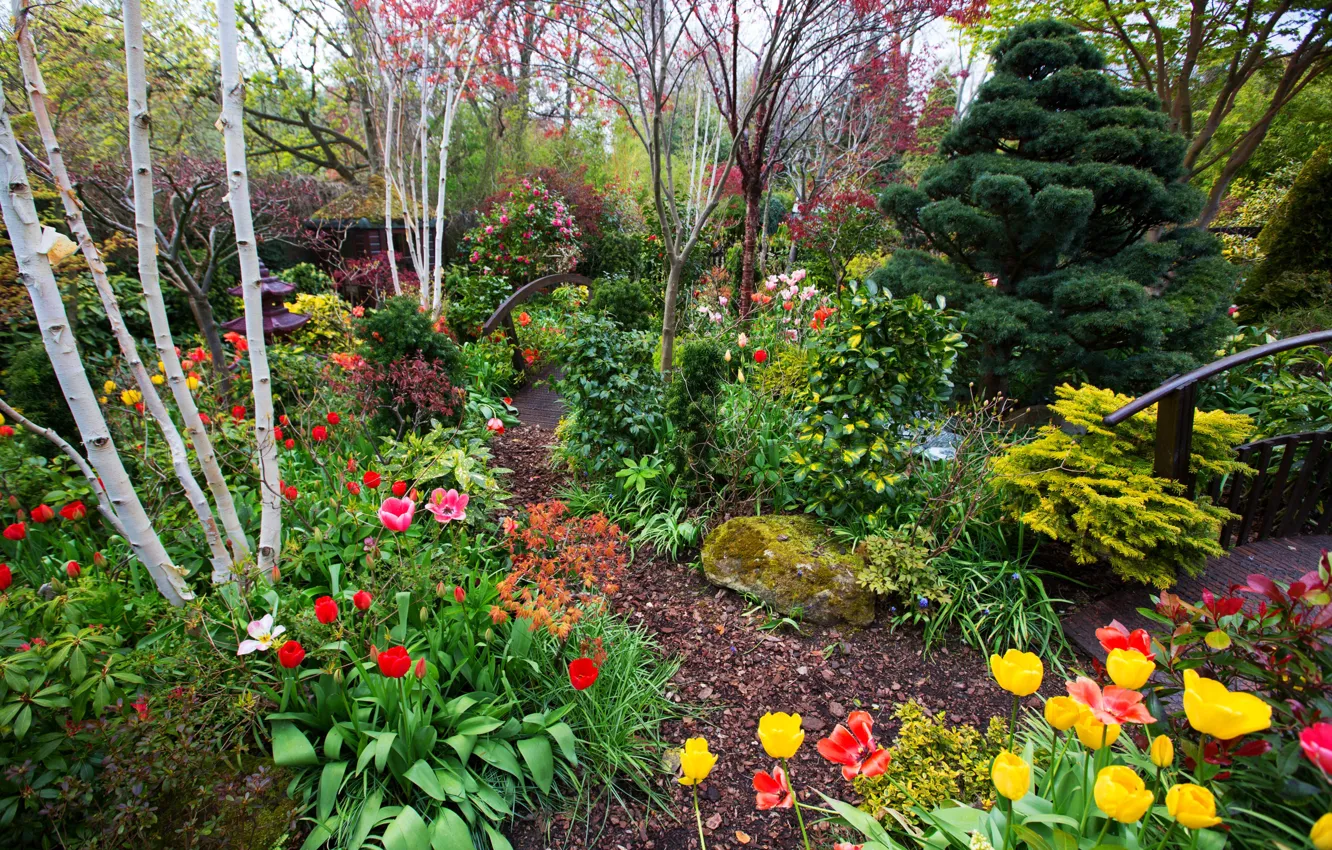 Фото обои деревья, цветы, Англия, сад, тюльпаны, мостики, кусты, Walsall Garden
