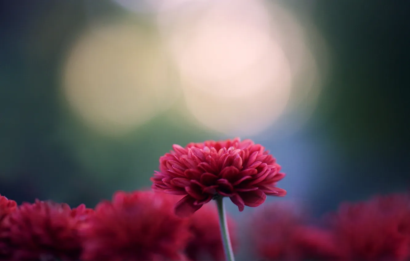 Фото обои цветы, фокус, хризантемы, темно-розовые