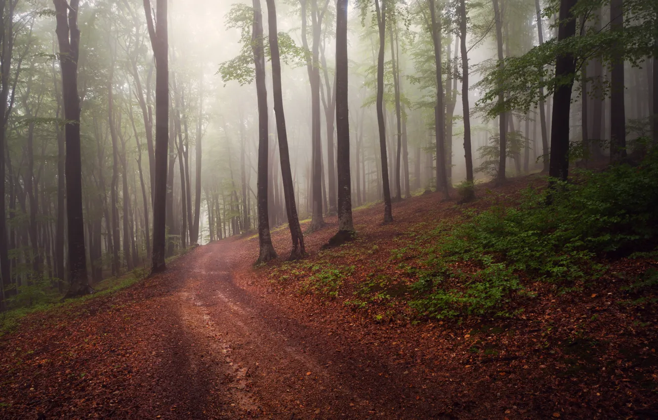 Фото обои дорога, лес, туман