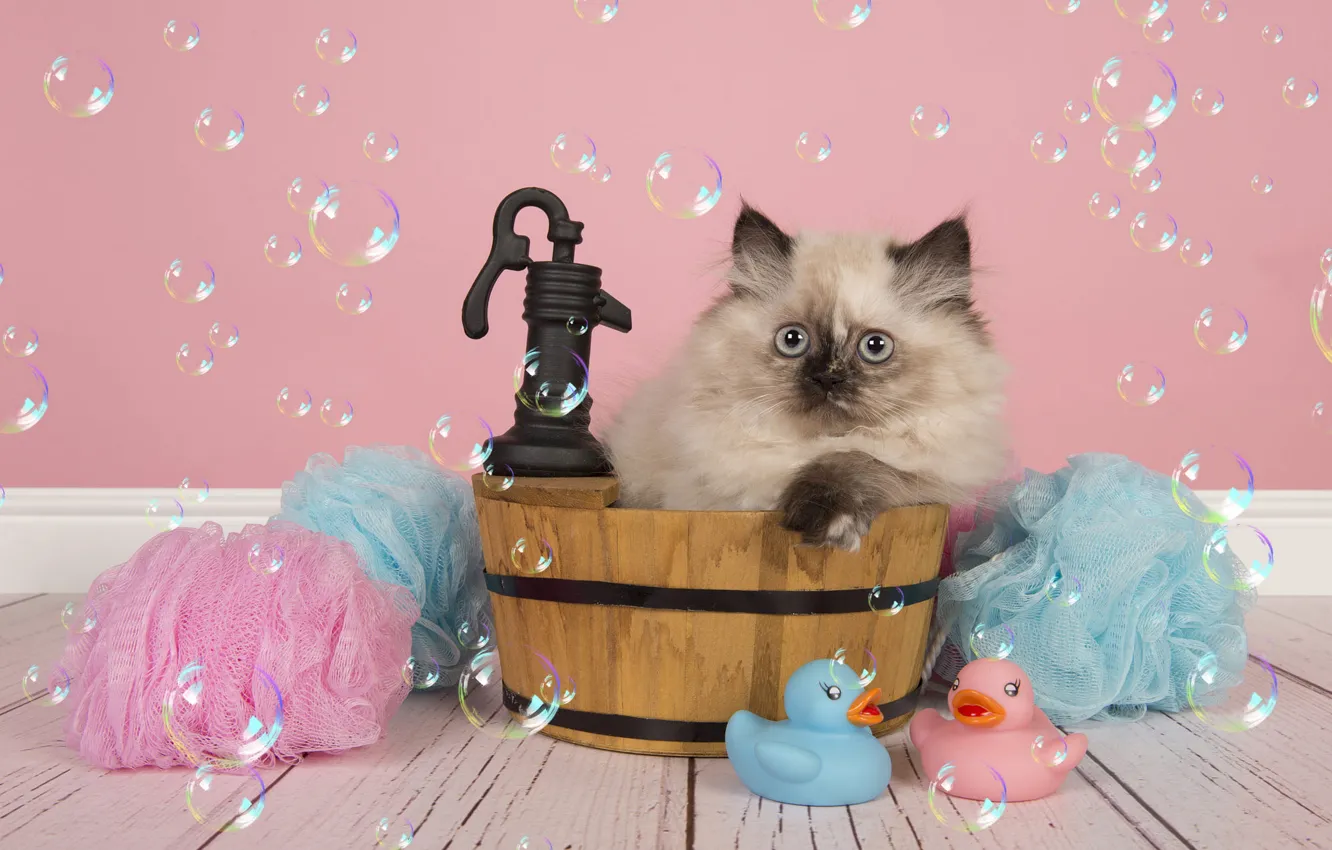 Фото обои кошка, взгляд, поза, котенок, игрушки, доски, кран, пушистый
