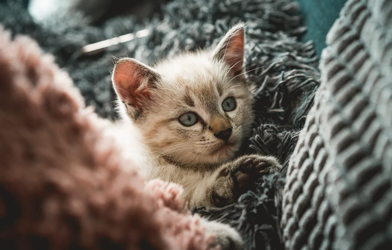 Фото обои кошка, взгляд, поза, котенок, диван, лежит, мех, мордашка