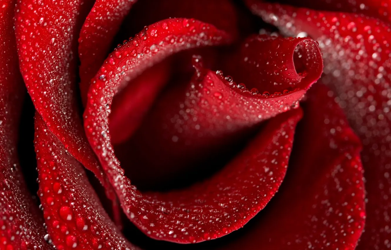 Фото обои капли, макро, цветы, красный, роза