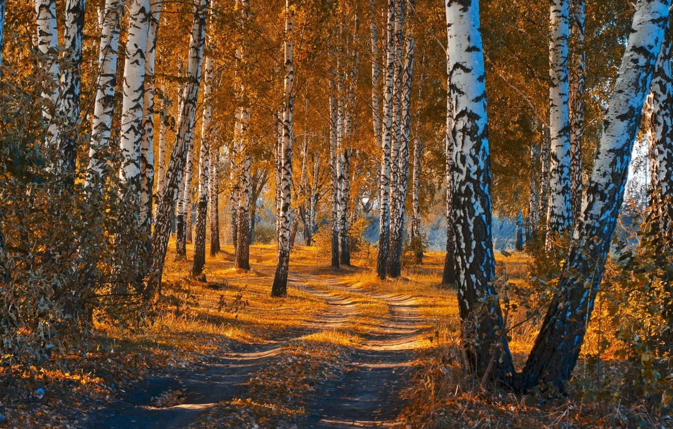 Фото обои trees, landscape, birch, automn