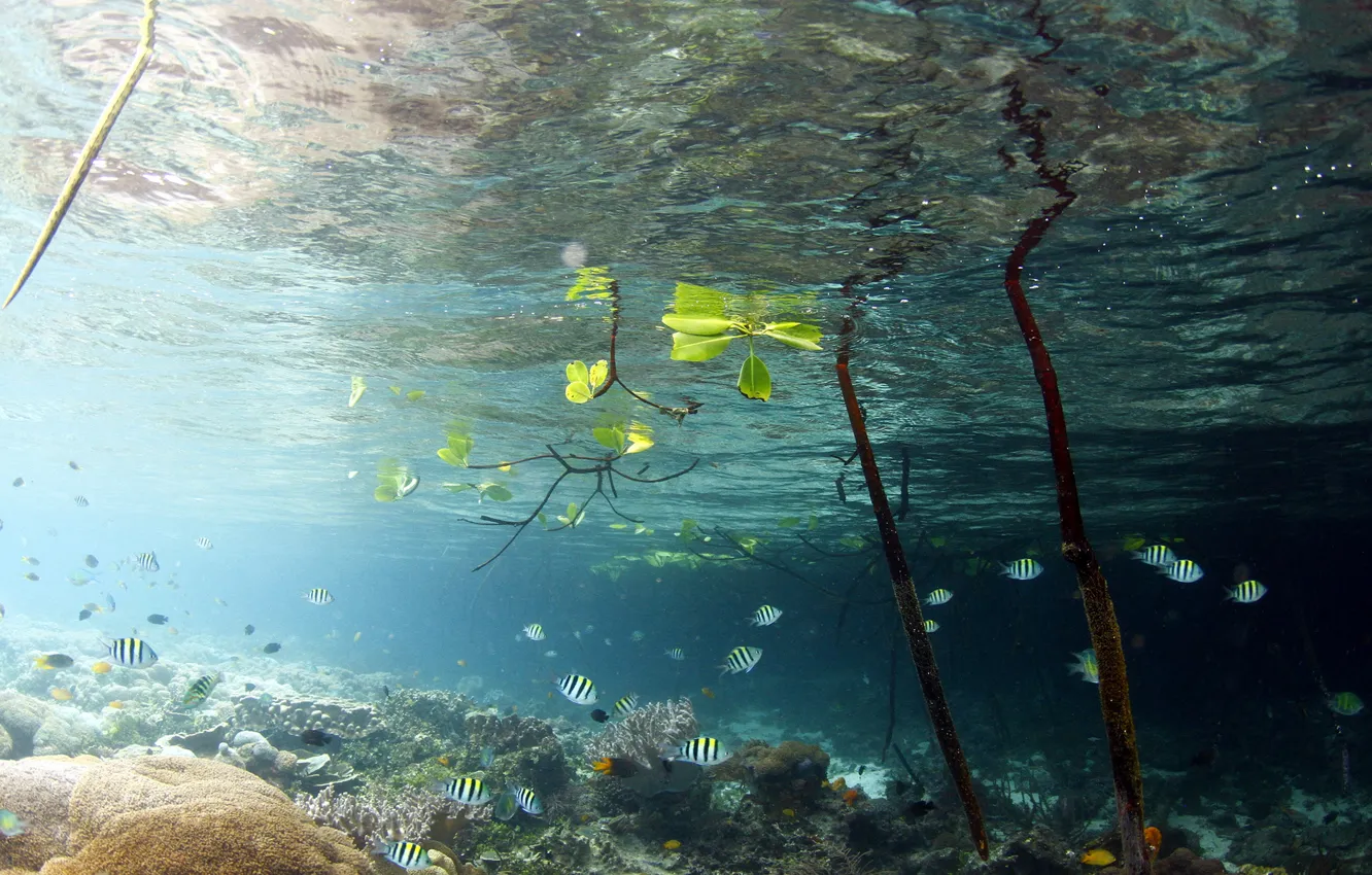 Фото обои листья, вода, рыбки, рыбы, ветки, озеро, подводный мир