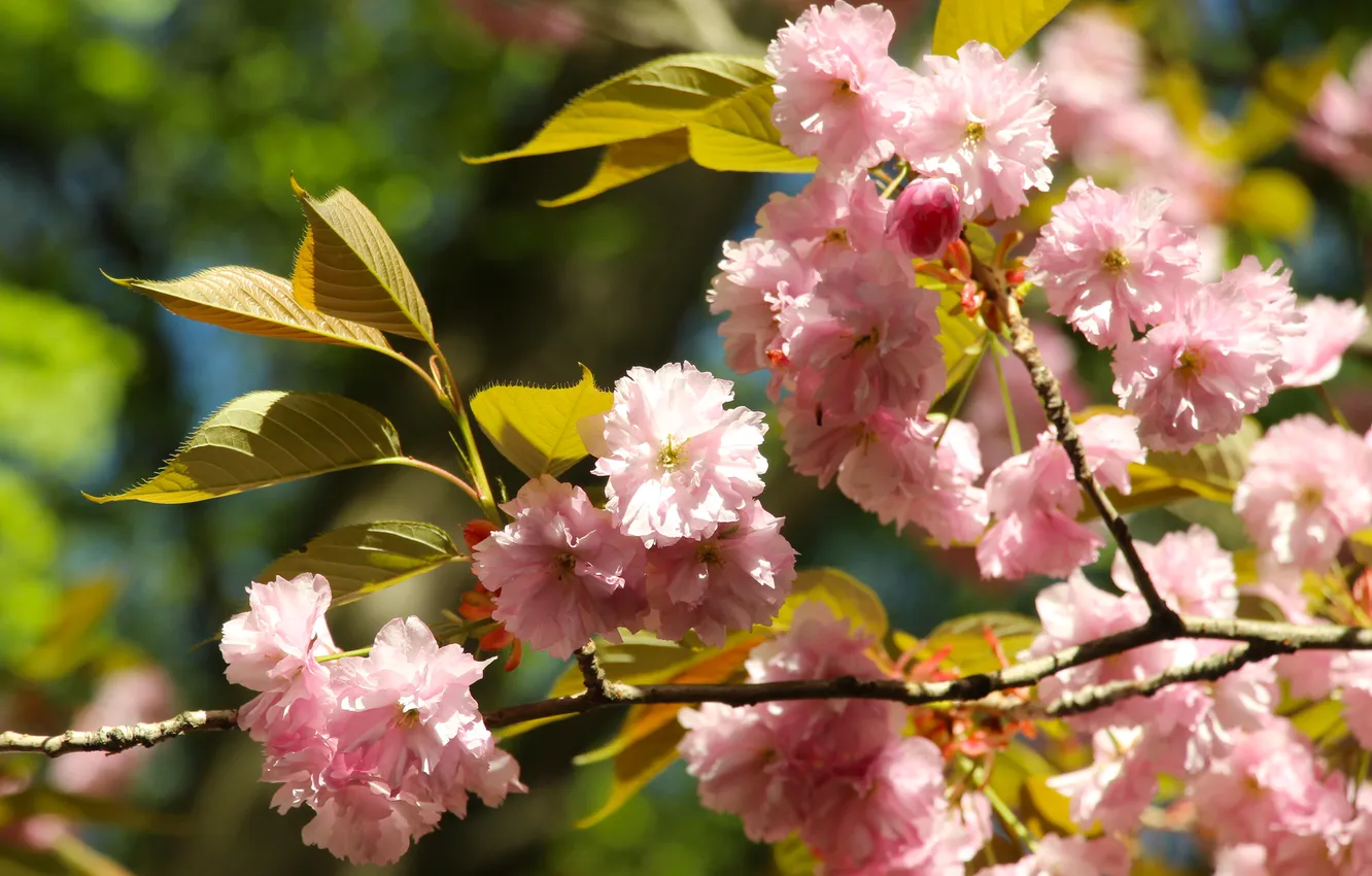 Фото обои pink, cherry, spring, japanese