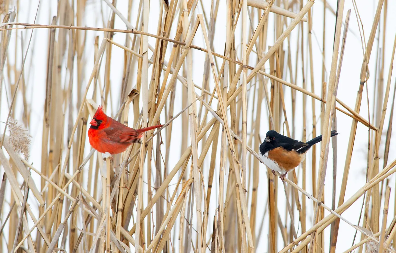 Фото обои зима, птица, растение, клюв, хвост, кардинал