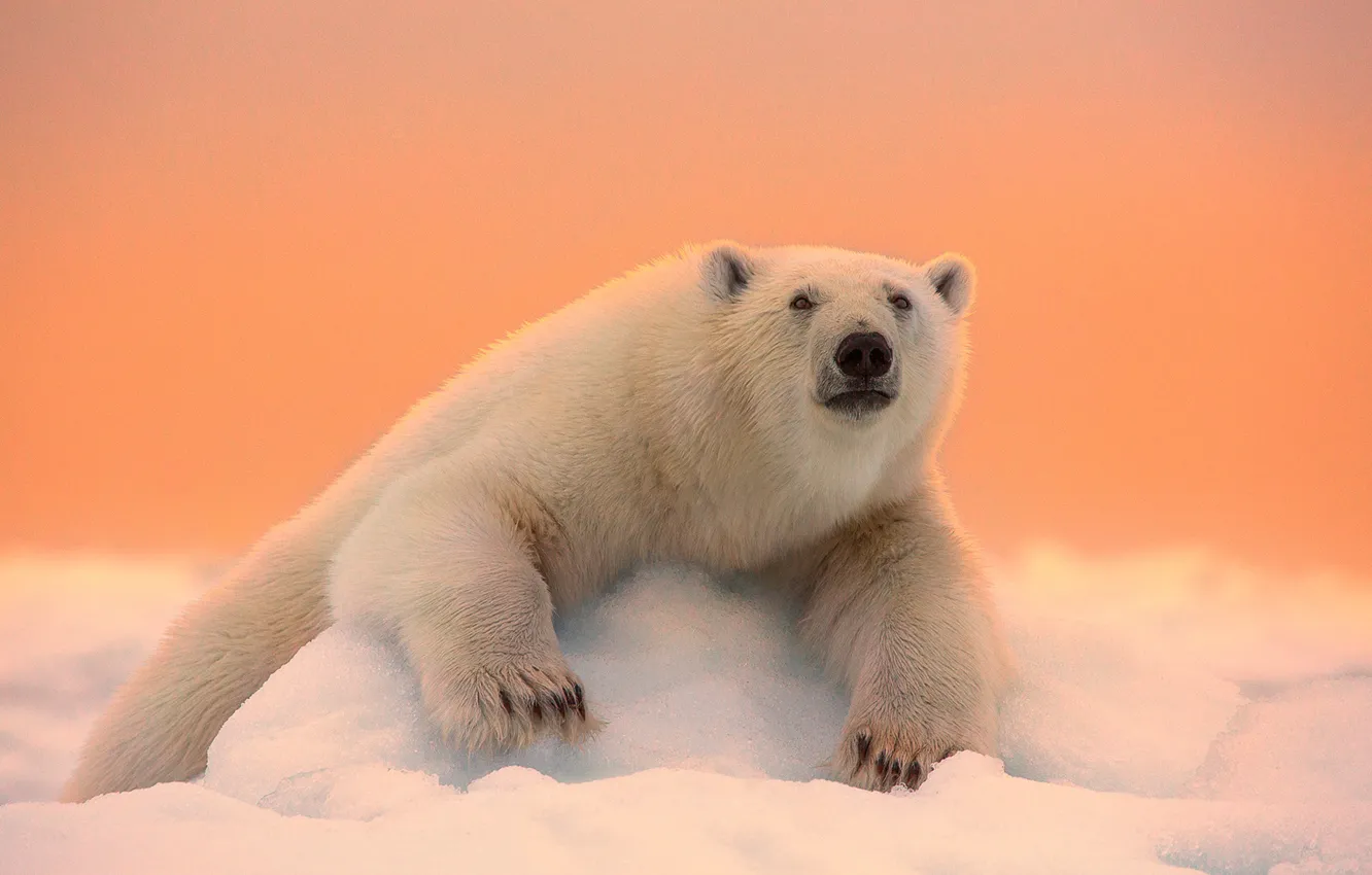 Фото обои зима, морда, снег, природа, лапы, шерсть, медведь, белый медведь