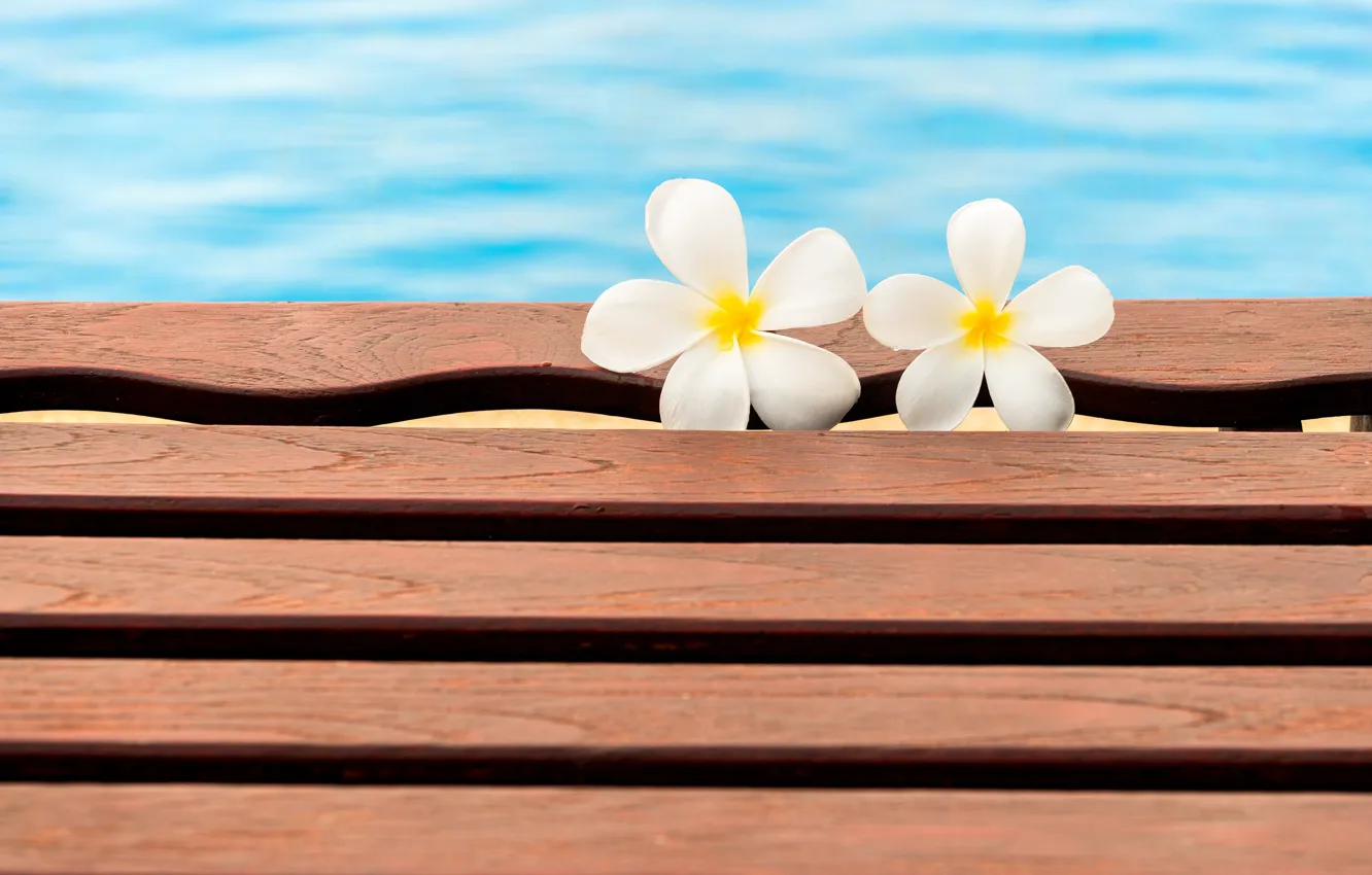 Фото обои цветы, бассейн, summer, white, wood, flowers, плюмерия, plumeria