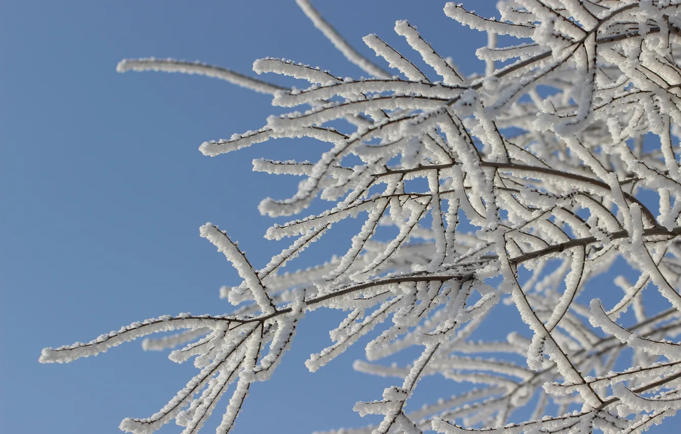 Фото обои зима, снег, ветки, ветки в снегу