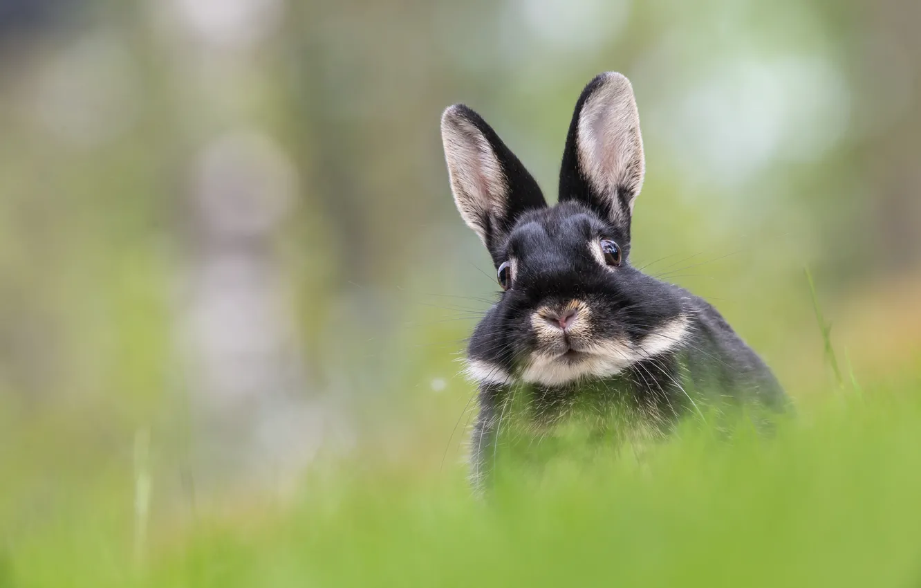 Фото обои заяц, мордочка, уши