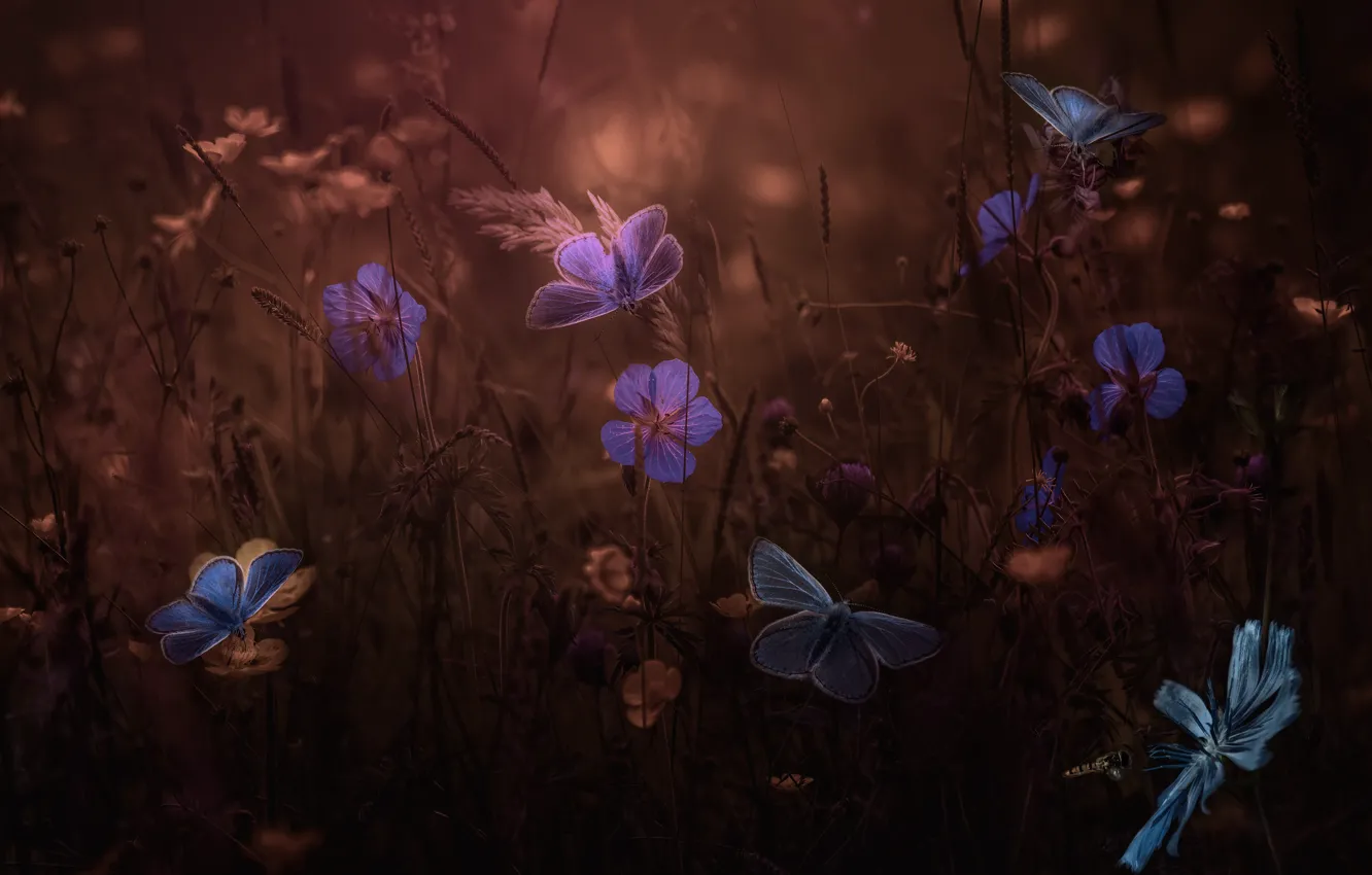 Фото обои лето, макро, бабочки, цветы, темный фон, рендеринг, сад, фотоарт