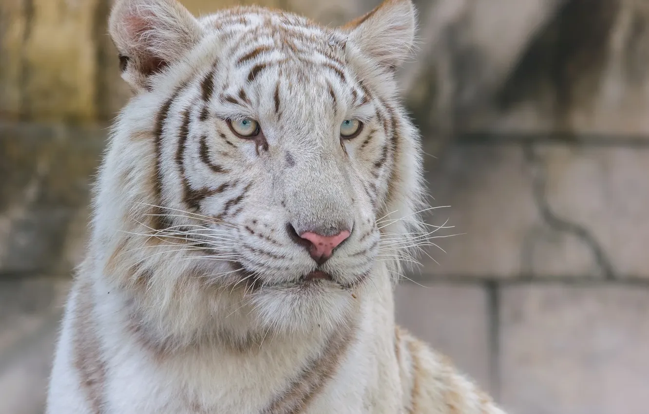 Фото обои морда, портрет, хищник, белый тигр, дикая кошка